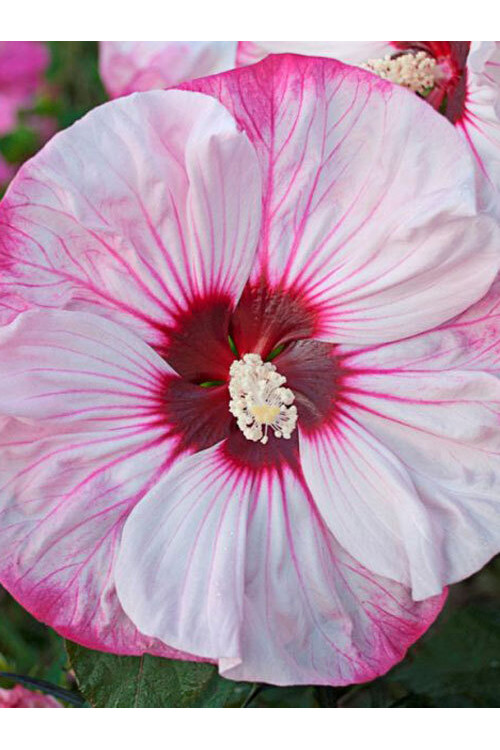 Hibiskus 'Cherry Cheesecake' Hibiscus