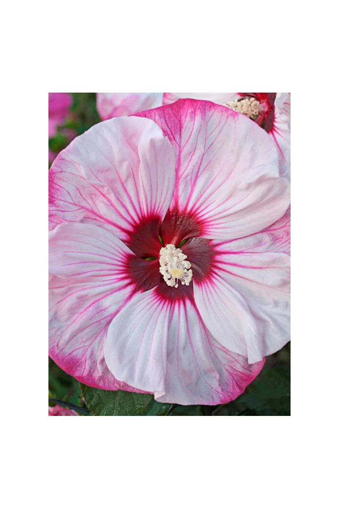 Hibiskus 'Cherry Cheesecake' Hibiscus