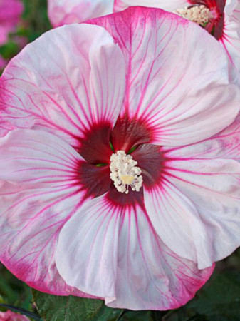 Hibiskus 'Cherry Cheesecake' Hibiscus