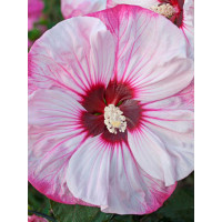 Hibiskus 'Cherry Cheesecake' Hibiscus