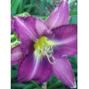 Liliowiec 'Chicago Jewel' Hemerocallis