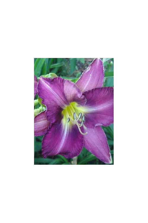 Liliowiec 'Chicago Jewel' Hemerocallis