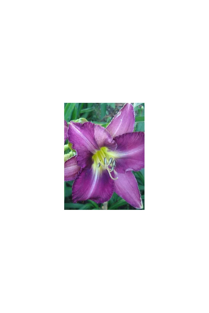 Liliowiec 'Chicago Jewel' Hemerocallis
