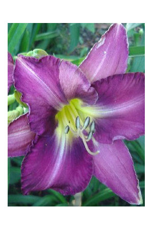 Liliowiec 'Chicago Jewel' Hemerocallis