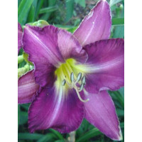 Liliowiec 'Chicago Jewel' Hemerocallis