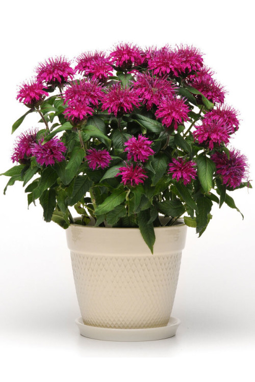 Pysznogłówka 'Balmy Purple' | Monarda