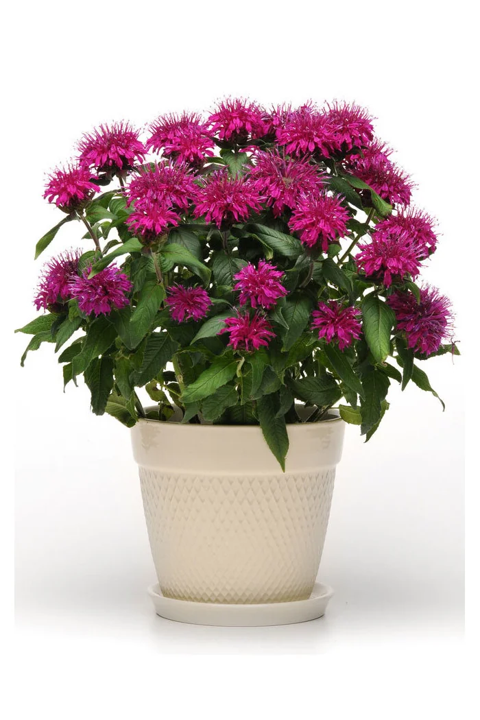 Pysznogłówka 'Balmy Purple' | Monarda