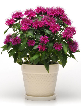 Pysznogłówka 'Balmy Purple' | Monarda