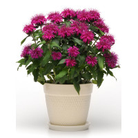 Pysznogłówka 'Balmy Purple' | Monarda