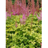 Tawułka 'Color Flash Lime' | Astilbe