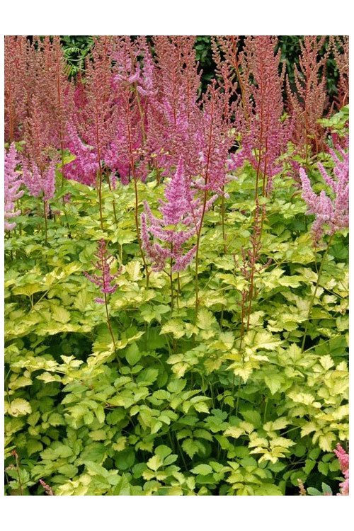 Tawułka 'Color Flash Lime' | Astilbe