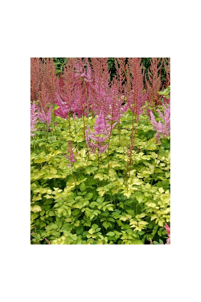 Tawułka 'Color Flash Lime' | Astilbe
