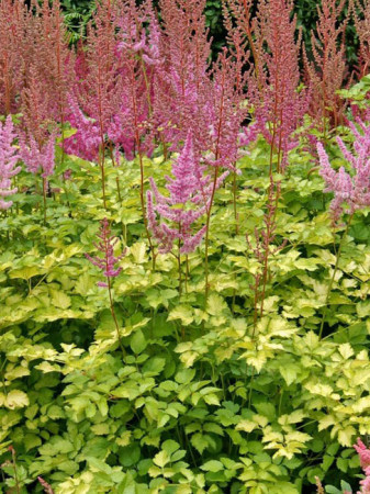 Tawułka 'Color Flash Lime' | Astilbe