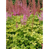 Tawułka 'Color Flash Lime' | Astilbe