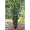 Cis pospolity 'Wojtek' Taxus baccata