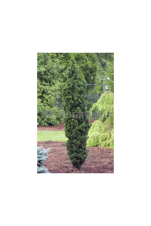 Cis pospolity 'Wojtek' Taxus baccata