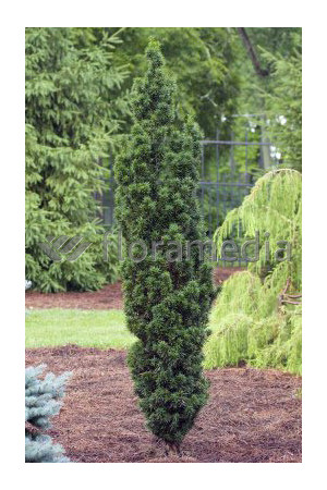 Cis pospolity 'Wojtek' Taxus baccata