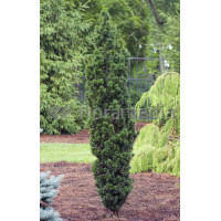 Cis pospolity 'Wojtek' Taxus baccata