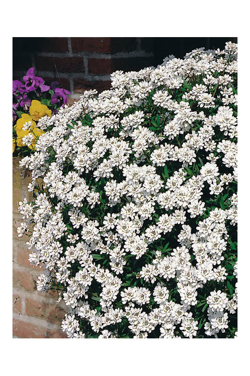 Ubiorek wieczniezielony 'Fischbeck' | Iberis sempervirens