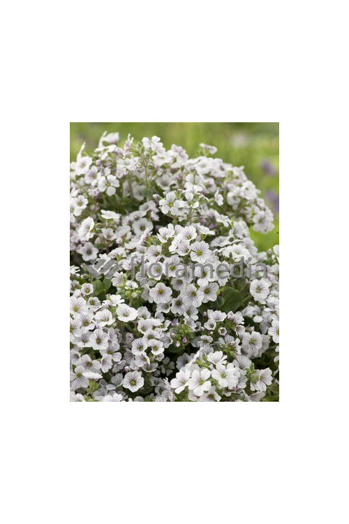 Gipsówka rogownicowata Gypsophila cerastioides