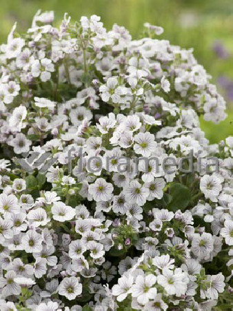 Gipsówka rogownicowata Gypsophila cerastioides