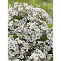 Gipsówka rogownicowata Gypsophila cerastioides