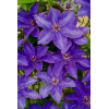 Powojnik 'The President' | Clematis