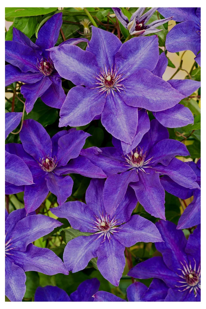 Powojnik 'The President' | Clematis