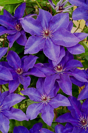 Powojnik 'The President' | Clematis