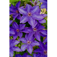 Powojnik 'The President' | Clematis