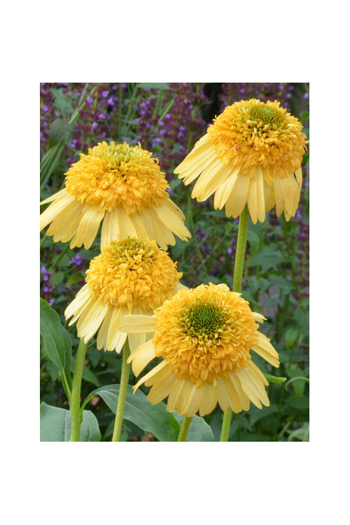 Jeżówka 'Meteor Yellow' Echinacea