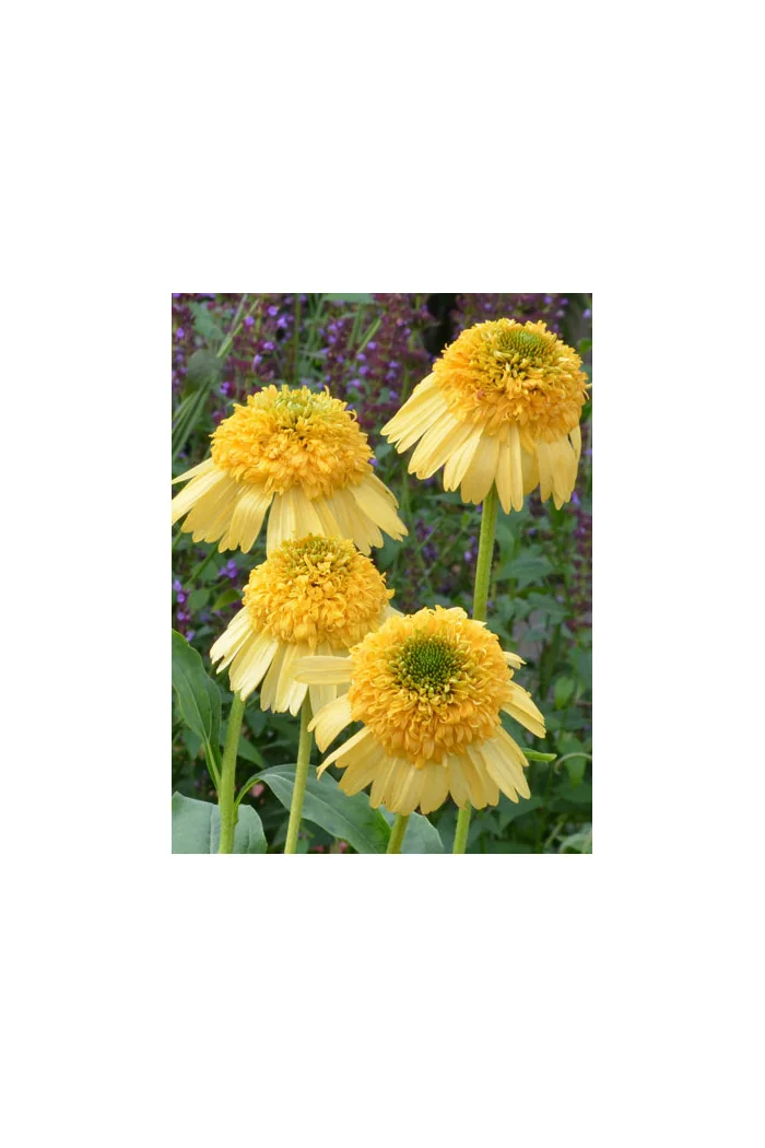 Jeżówka 'Meteor Yellow' Echinacea