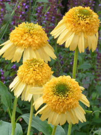 Jeżówka 'Meteor Yellow' Echinacea