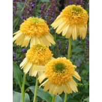 Jeżówka 'Meteor Yellow' Echinacea