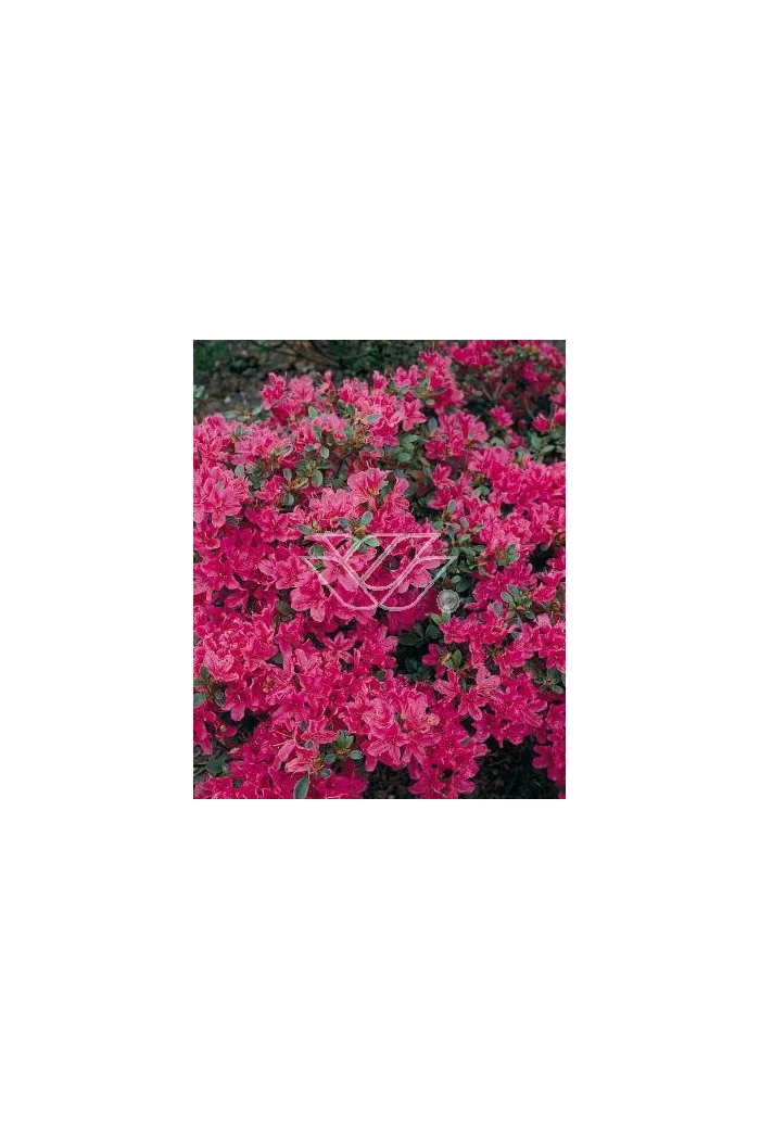 Azalia japońska 'Diamond Lachs' Azalea japonica