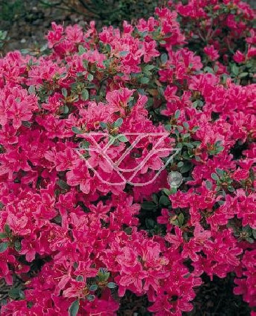 Azalia japońska 'Diamond Lachs' Azalea japonica