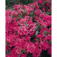 Azalia japońska 'Diamond Lachs' Azalea japonica