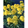 Jeżówka 'SUNNY DAYS Lemon' | Echinacea