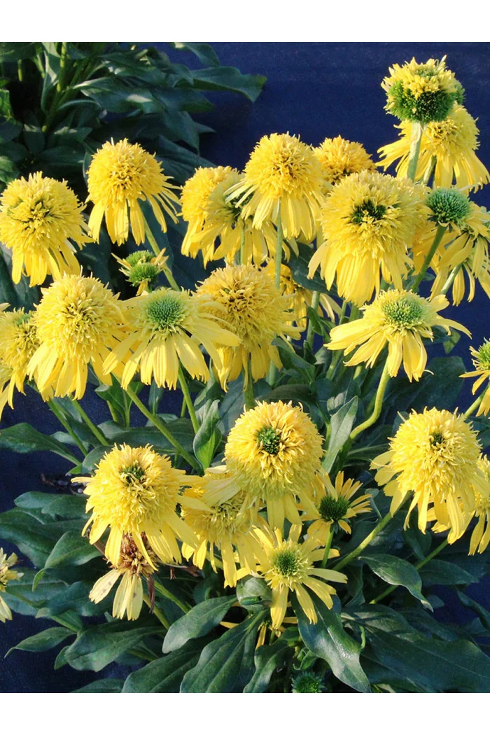 Jeżówka 'SUNNY DAYS Lemon' | Echinacea