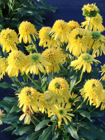 Jeżówka 'SUNNY DAYS Lemon' | Echinacea