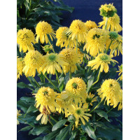 Jeżówka 'SUNNY DAYS Lemon' | Echinacea