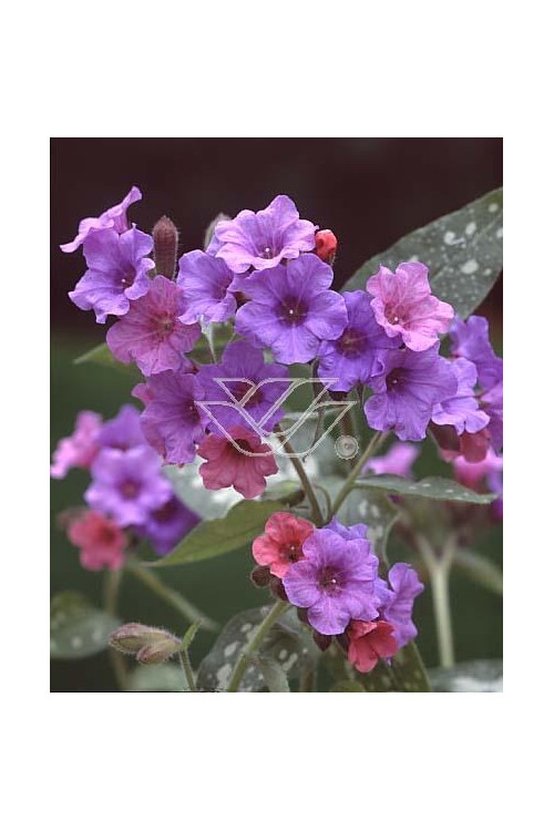 Miodunka 'Mountain Magic' Pulmonaria