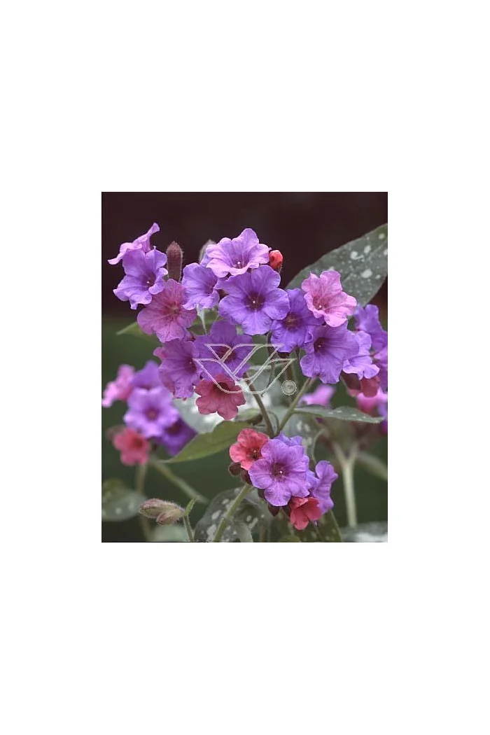 Miodunka 'Mountain Magic' Pulmonaria