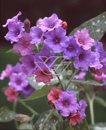 Miodunka 'Mountain Magic' Pulmonaria