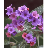 Miodunka 'Mountain Magic' Pulmonaria