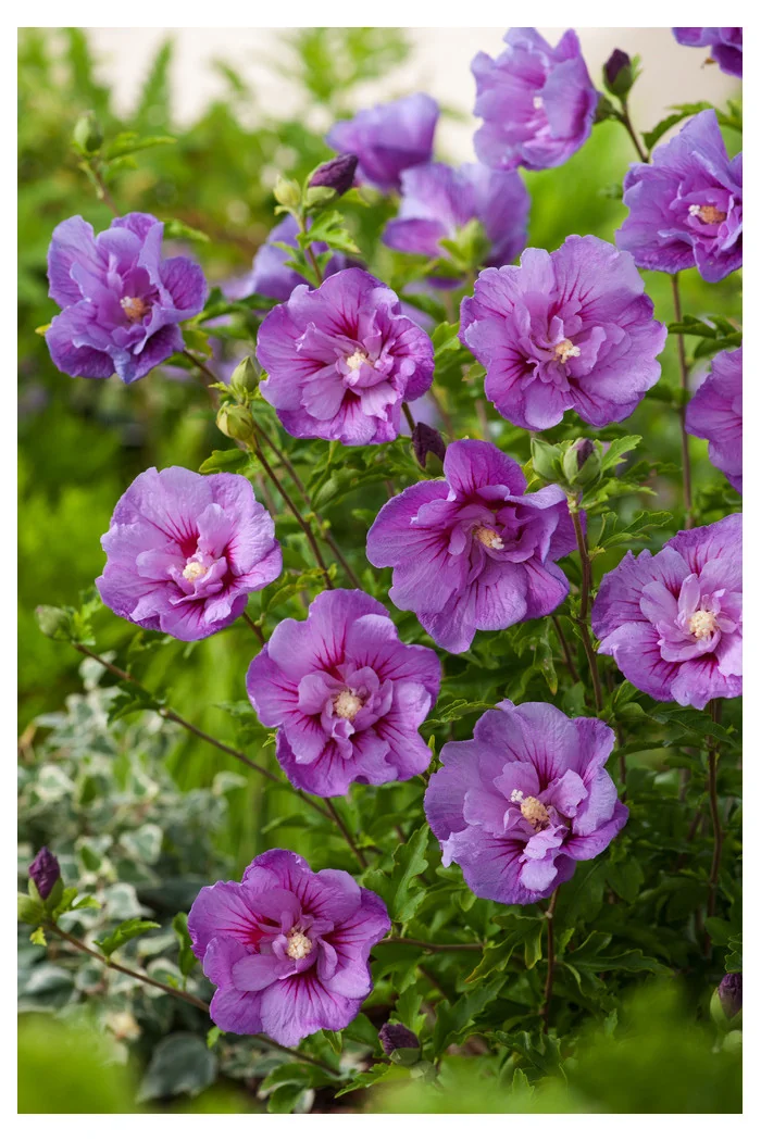 Ketmia syryjska 'Lavender Chiffon' | Hibiscus syriacus