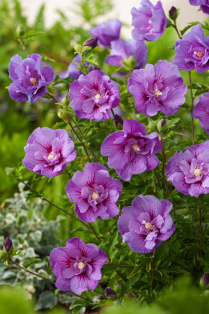Ketmia syryjska 'Lavender Chiffon' | Hibiscus syriacus