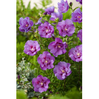 Ketmia syryjska 'Lavender Chiffon' | Hibiscus syriacus