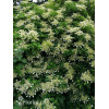 Hortensja pnąca | Hydrangea petiolaris