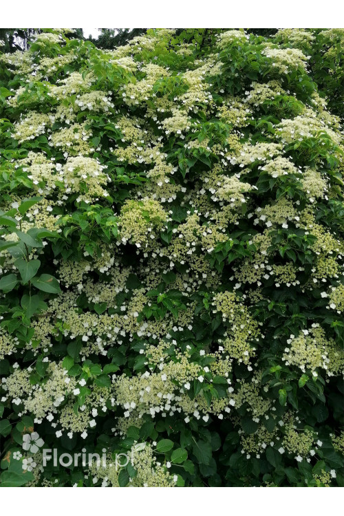 Hortensja pnąca | Hydrangea petiolaris
